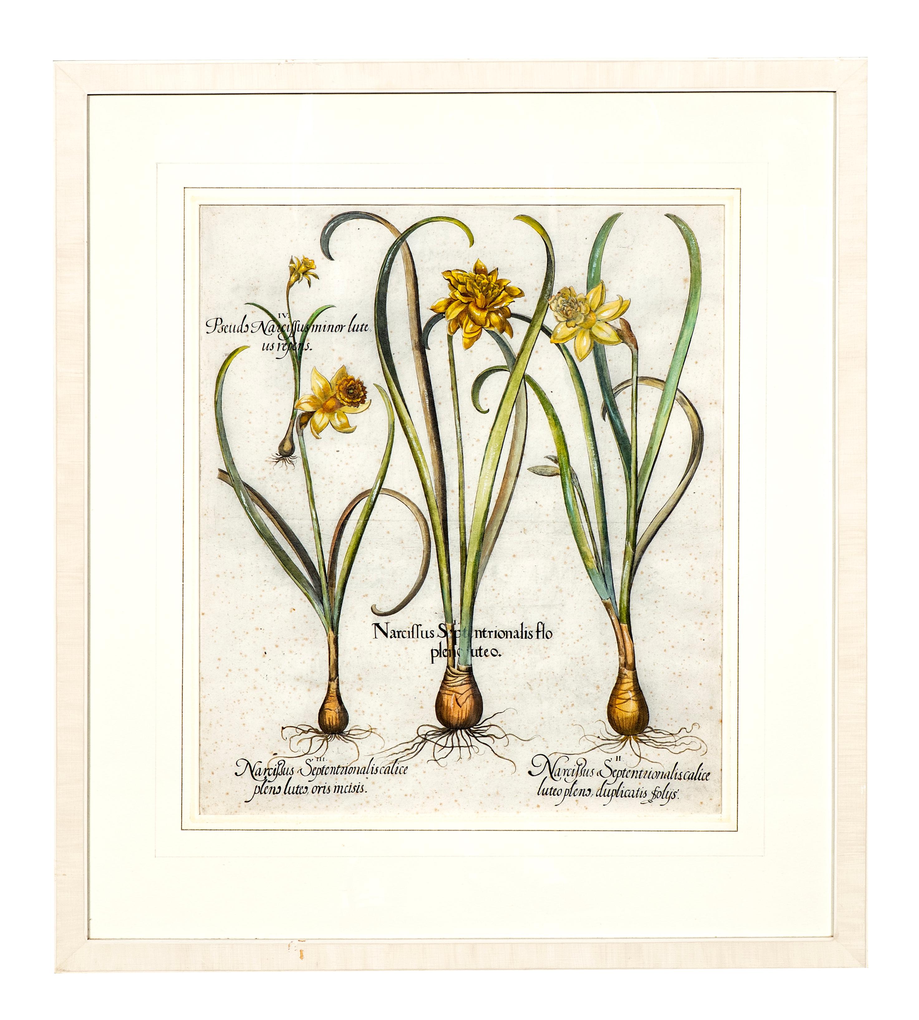 Four Framed Botanical Colored Engravings By Basilius Besler For Sale 7