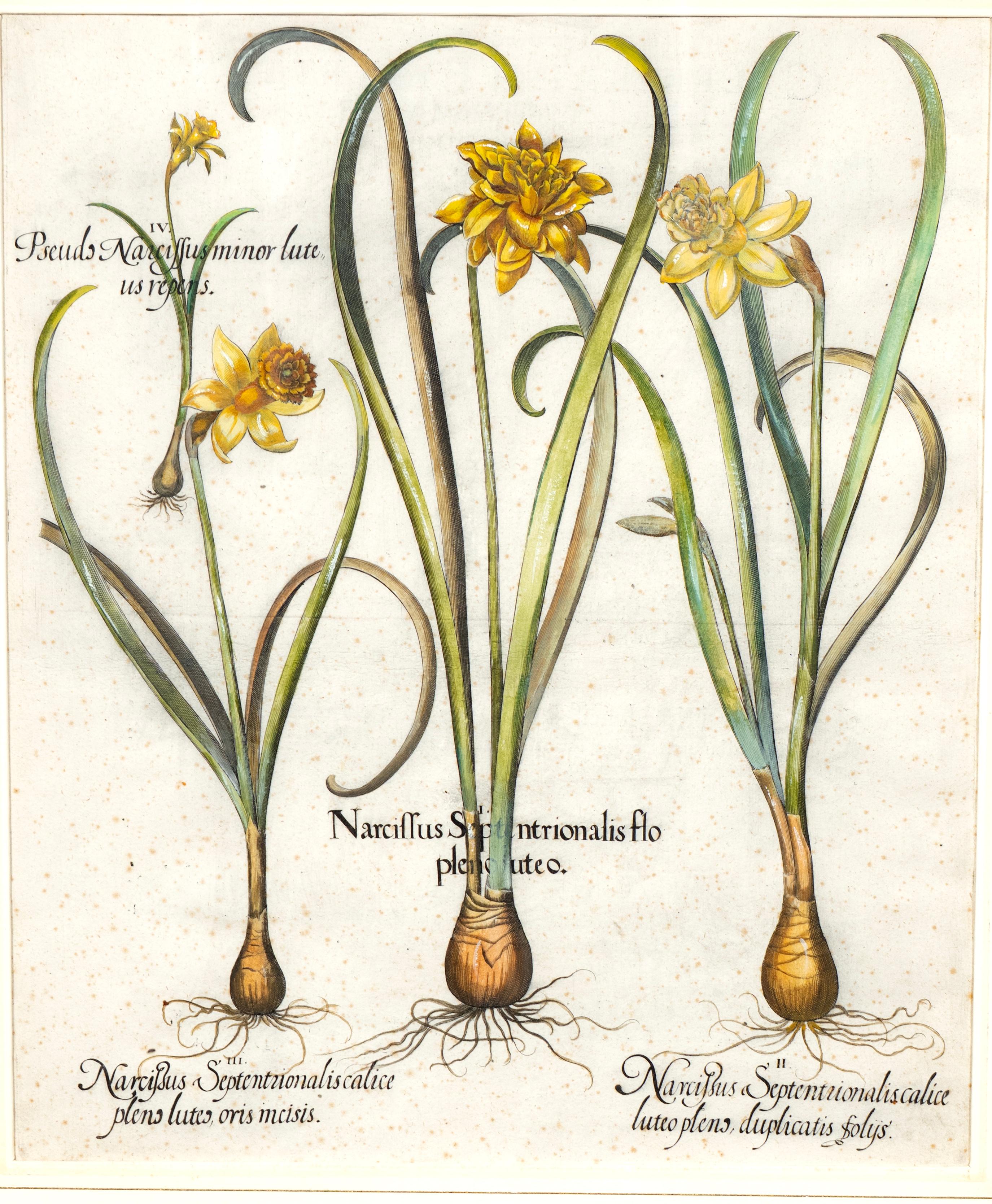 Four Framed Botanical Colored Engravings By Basilius Besler For Sale 8