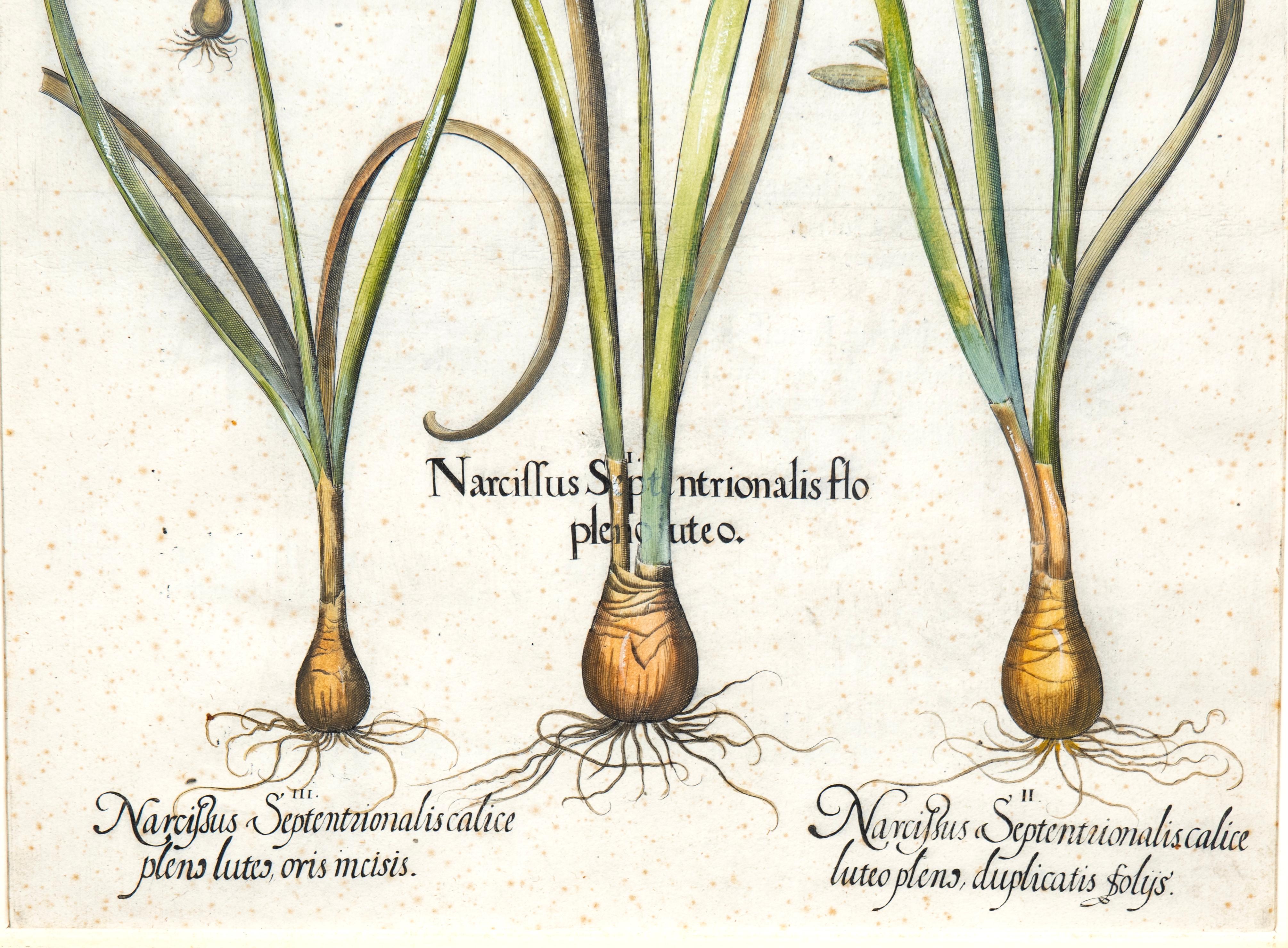 Four Framed Botanical Colored Engravings By Basilius Besler For Sale 9