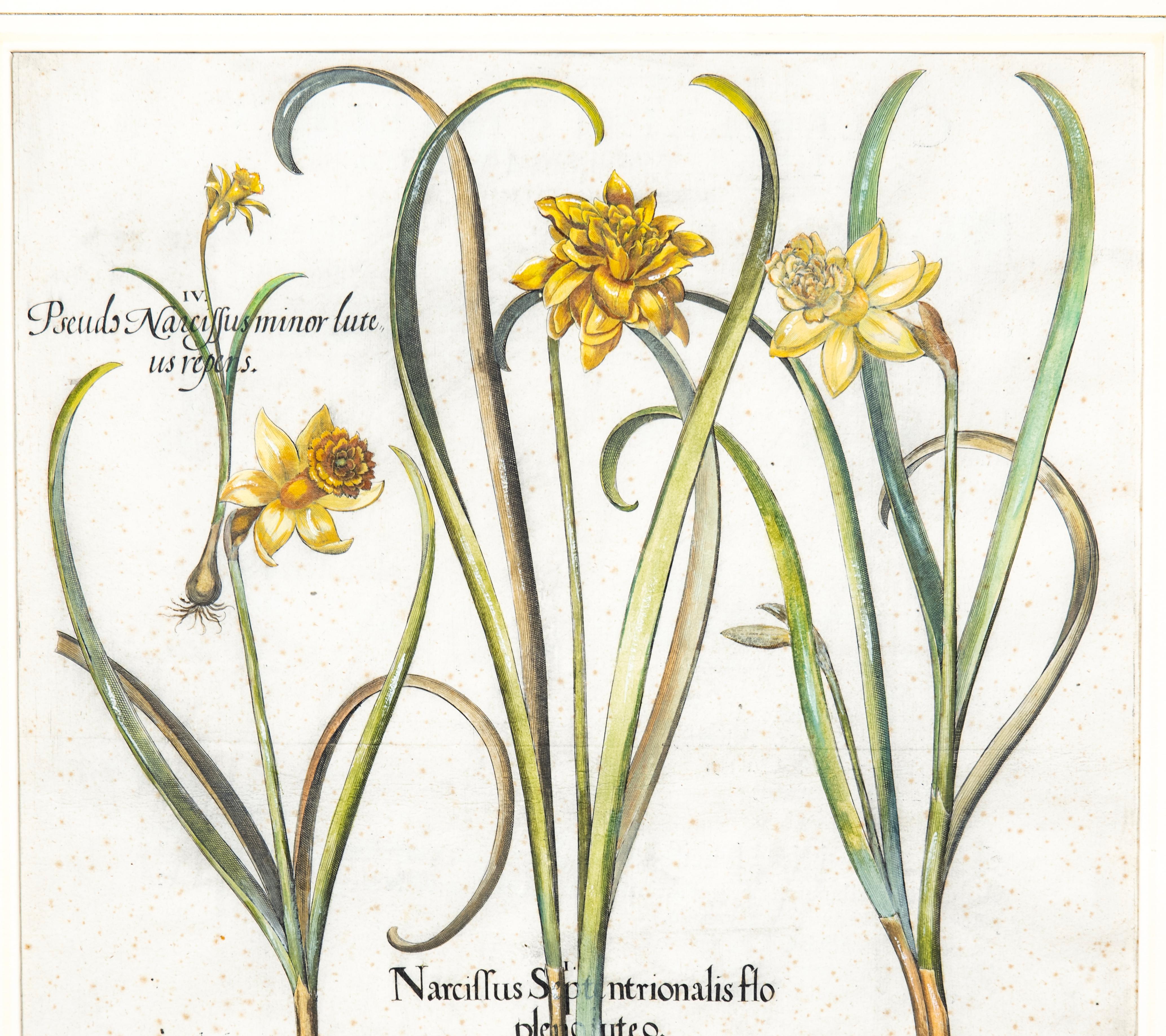 Four Framed Botanical Colored Engravings By Basilius Besler For Sale 10