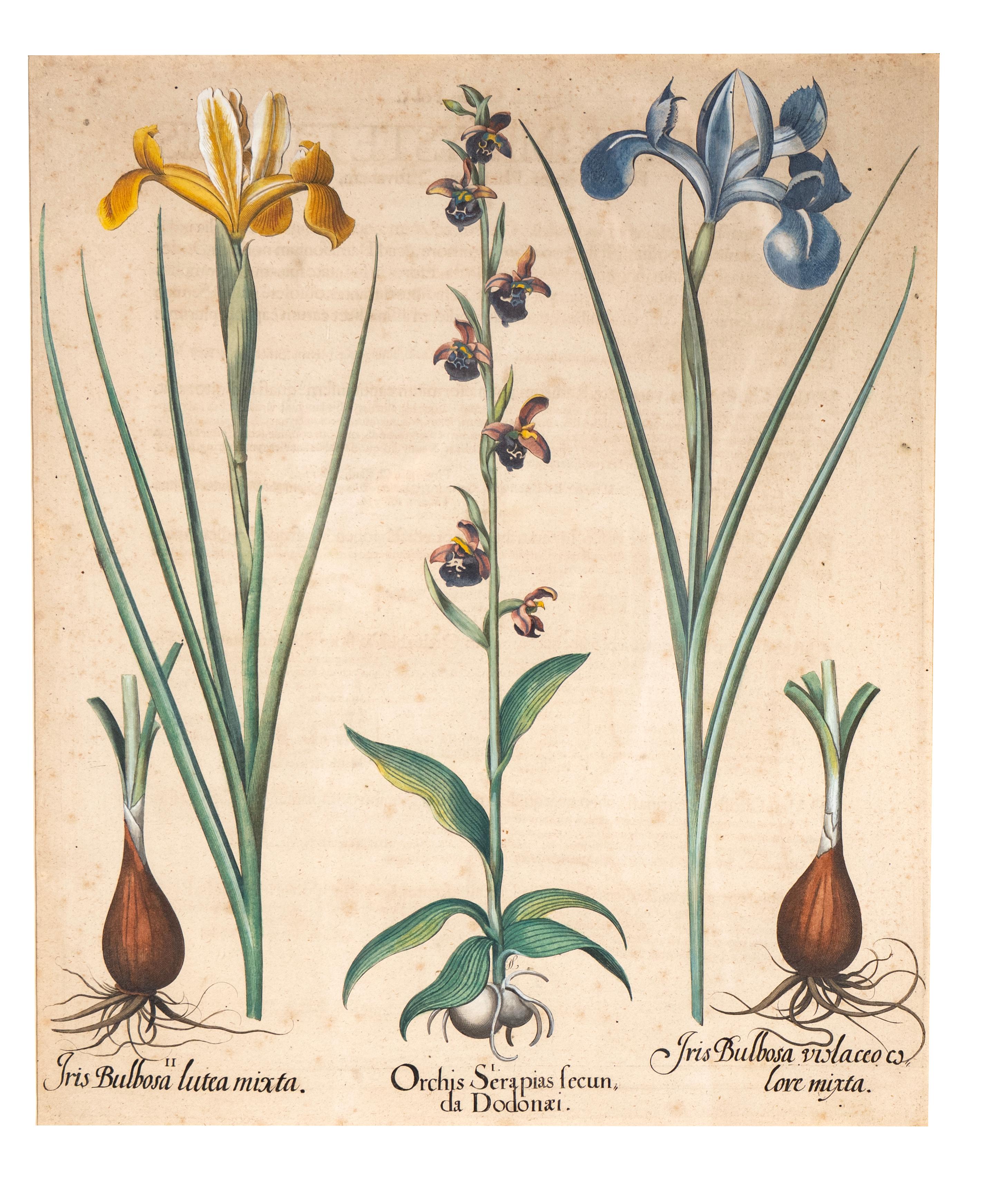 German Four Framed Botanical Colored Engravings By Basilius Besler For Sale