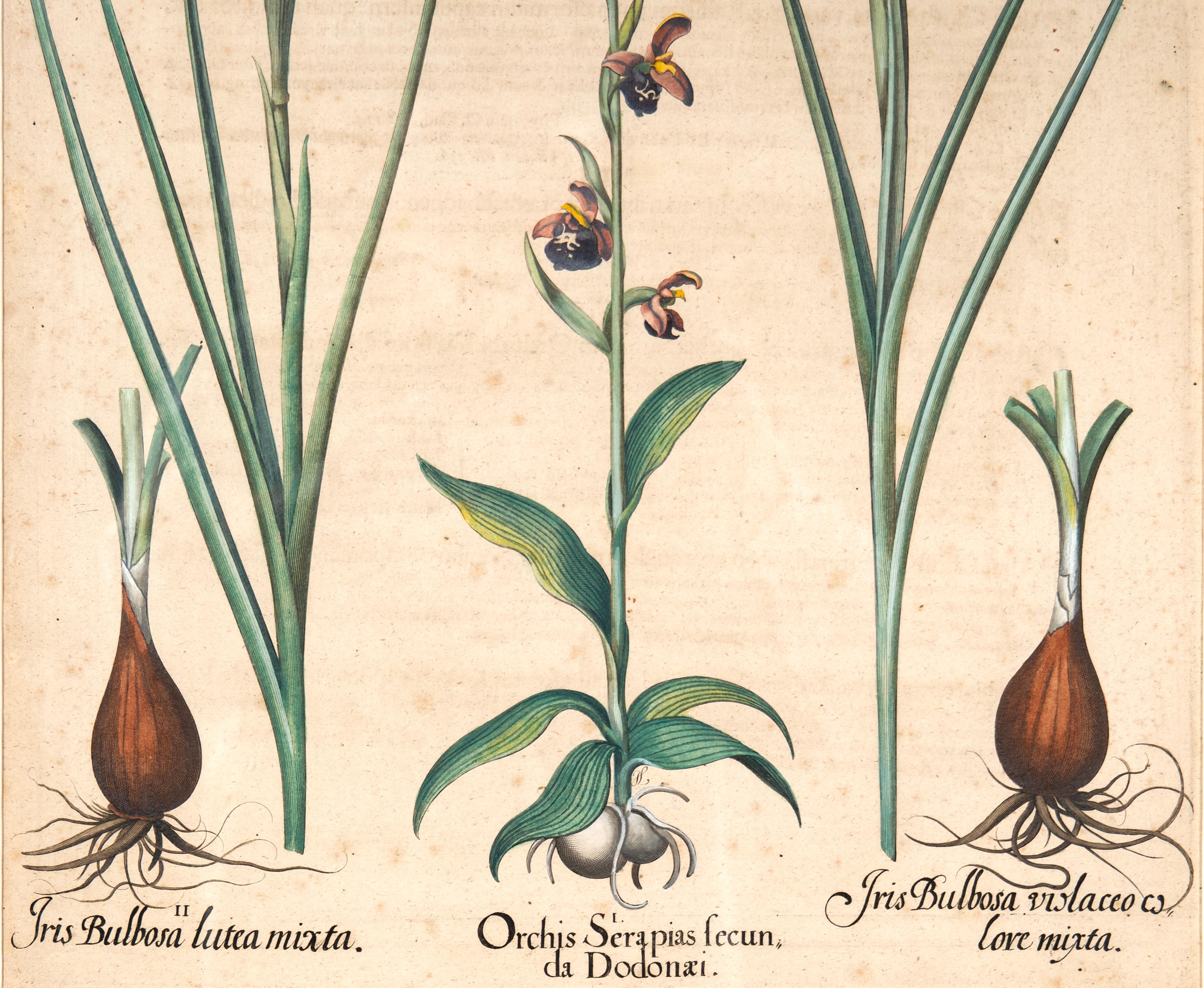 Painted Four Framed Botanical Colored Engravings By Basilius Besler For Sale