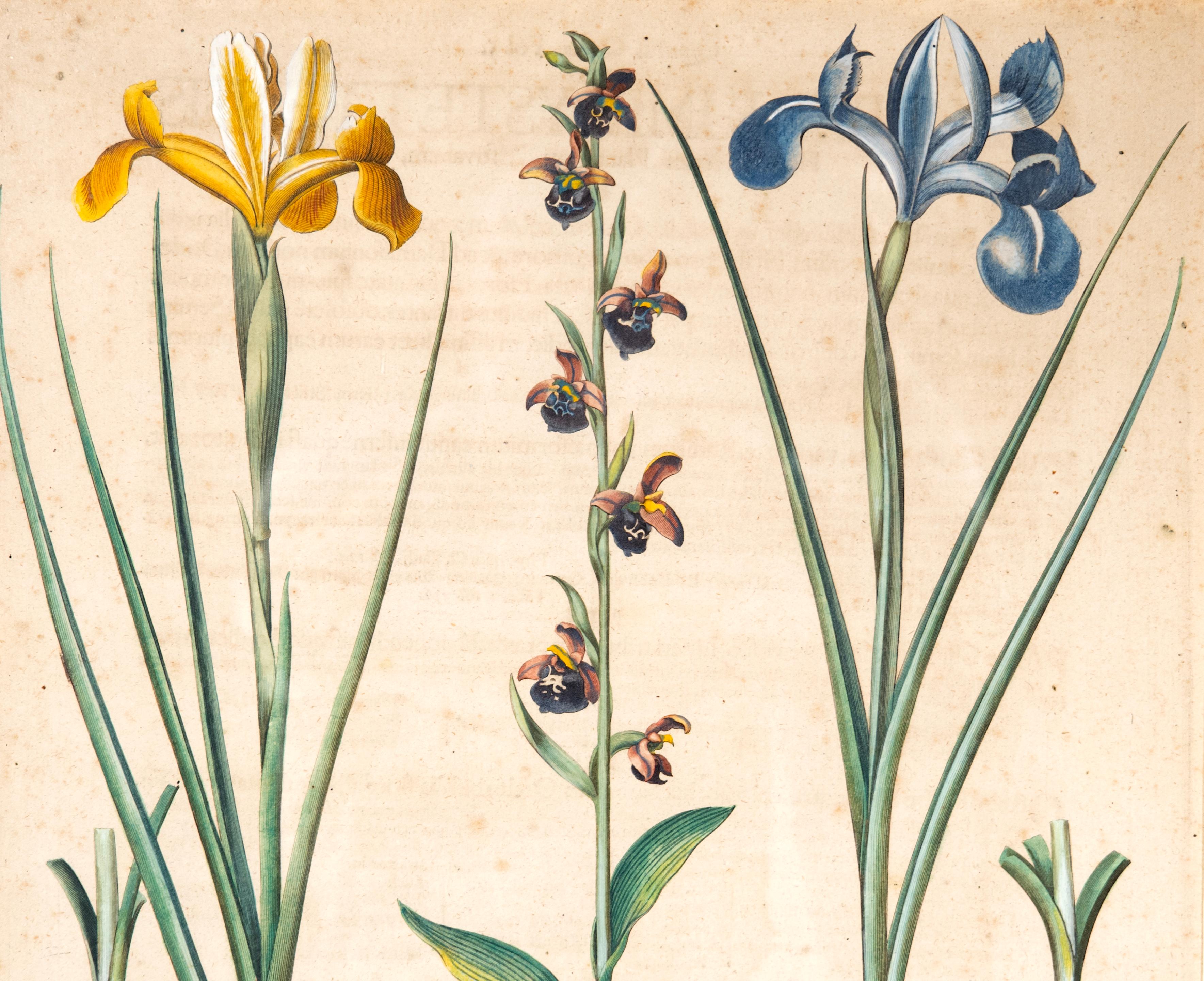 Four Framed Botanical Colored Engravings By Basilius Besler In Good Condition For Sale In Essex, MA