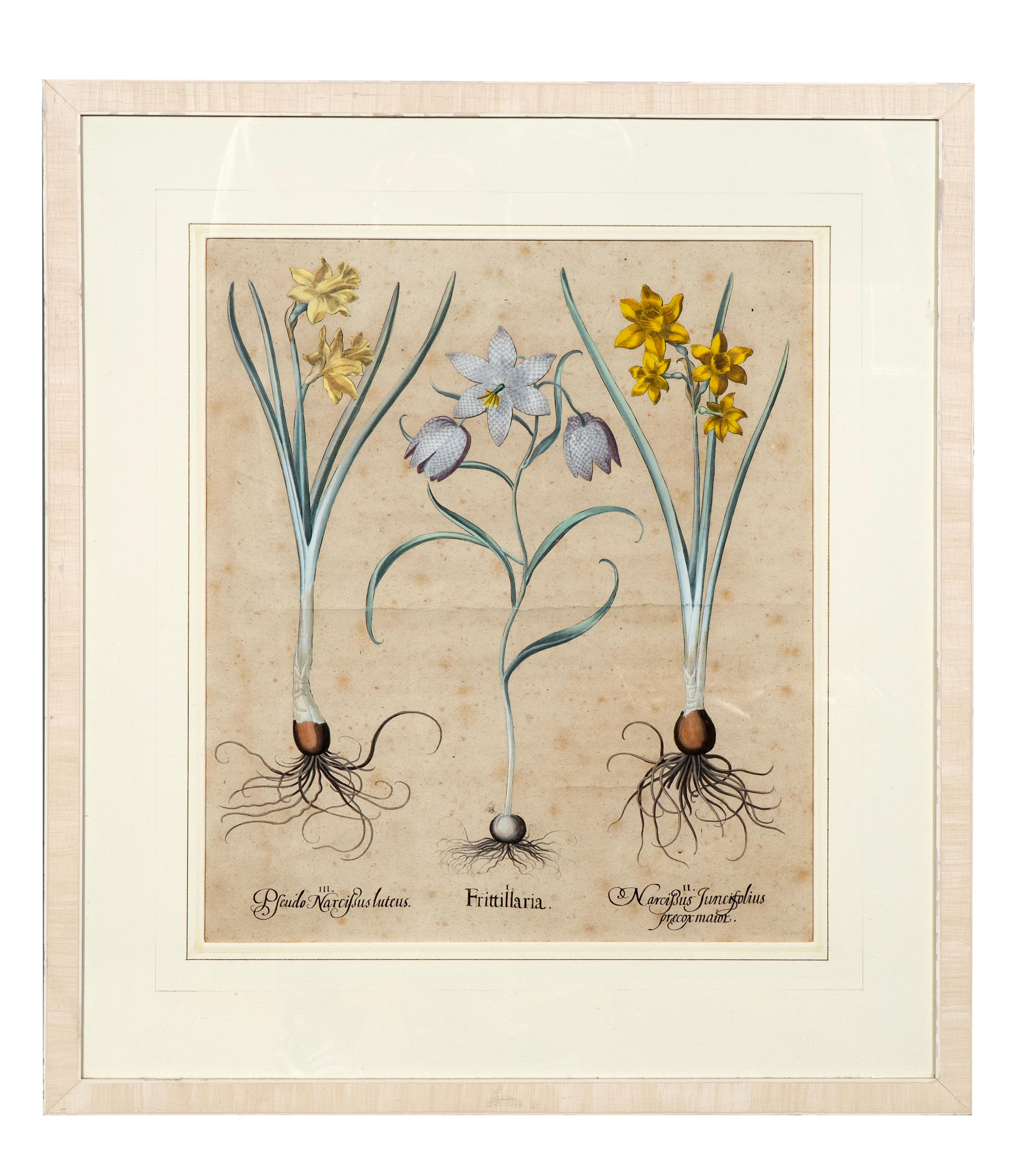Late 17th Century Four Framed Botanical Colored Engravings By Basilius Besler For Sale