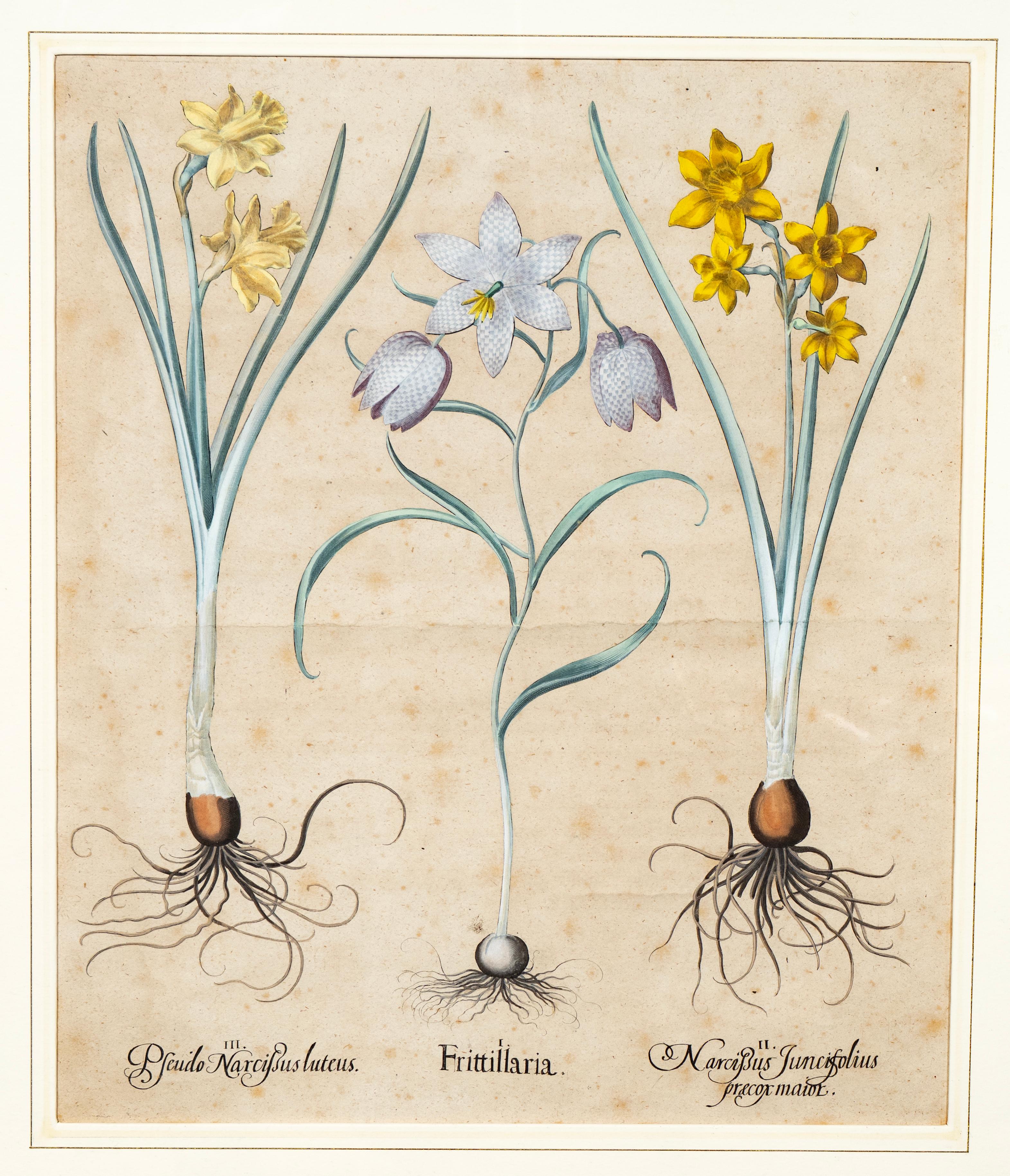 Glass Four Framed Botanical Colored Engravings By Basilius Besler For Sale