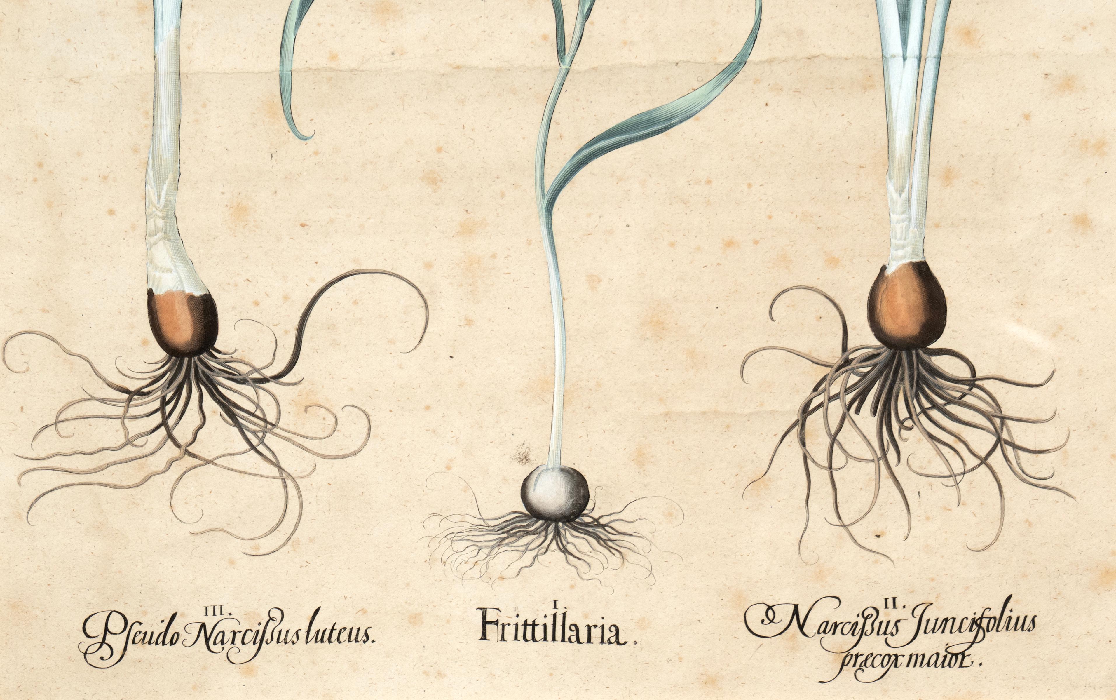 Four Framed Botanical Colored Engravings By Basilius Besler For Sale 1