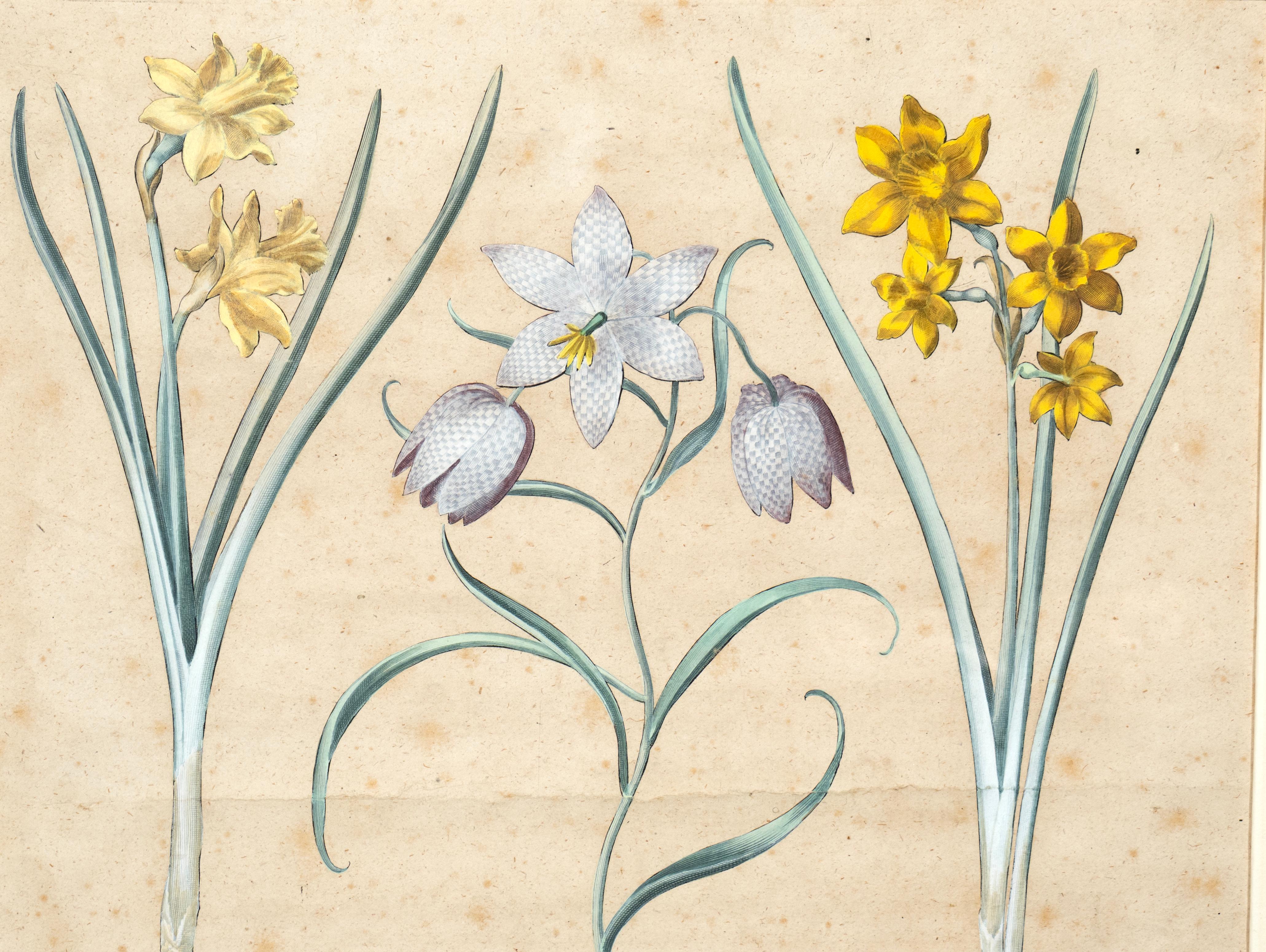 Four Framed Botanical Colored Engravings By Basilius Besler For Sale 2