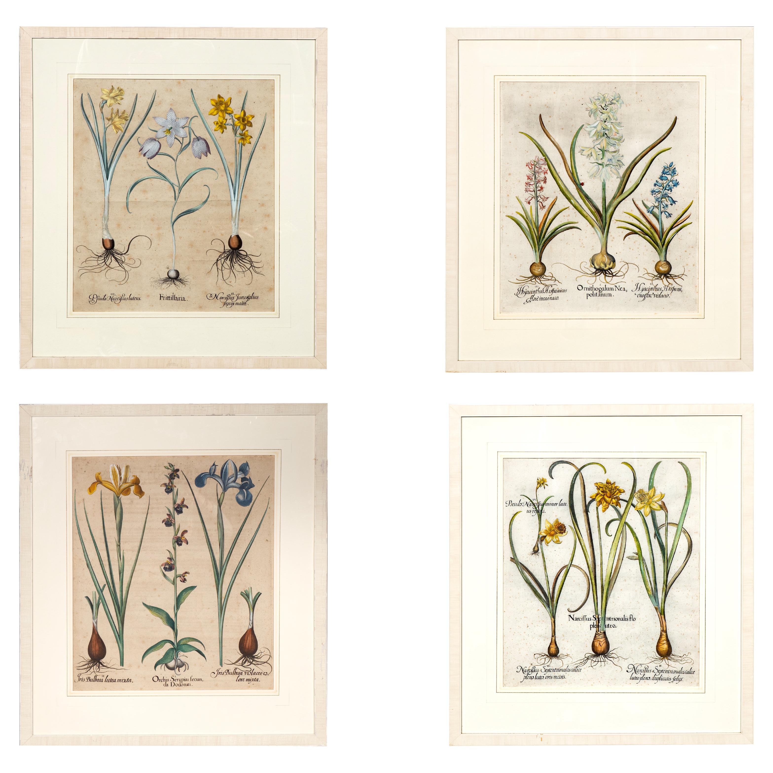 Four Framed Botanical Colored Engravings By Basilius Besler For Sale