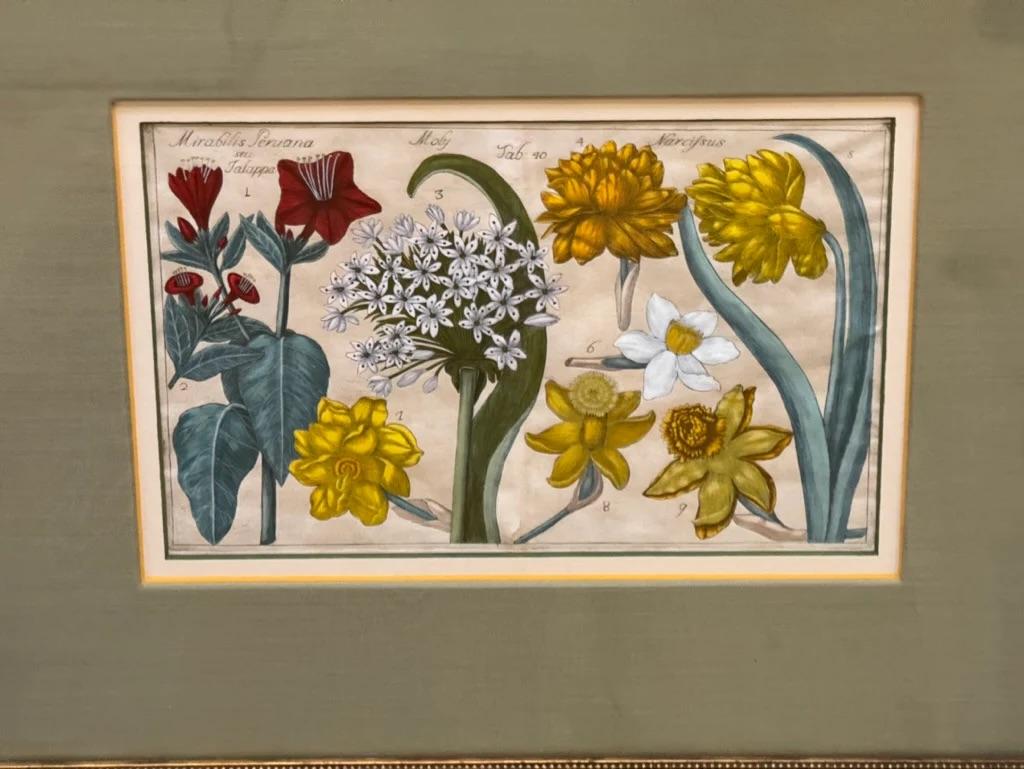 Four Framed Botanical Engravings, 18th Century 4