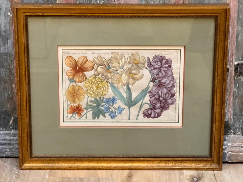 Four hand-colored engravings, circa 1770, Filippo Arena (1708-1789) after Mario Cammerri,from La Natura e Coltura dei Fiori Fisicamente Esposta,framed. Plates 7 1/2 x 11 1/2 inches; Framed: 21 1/2 x  17 7/8

