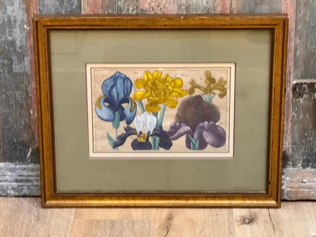 Four Framed Botanical Engravings, 18th Century In Good Condition In Charlottesville, VA