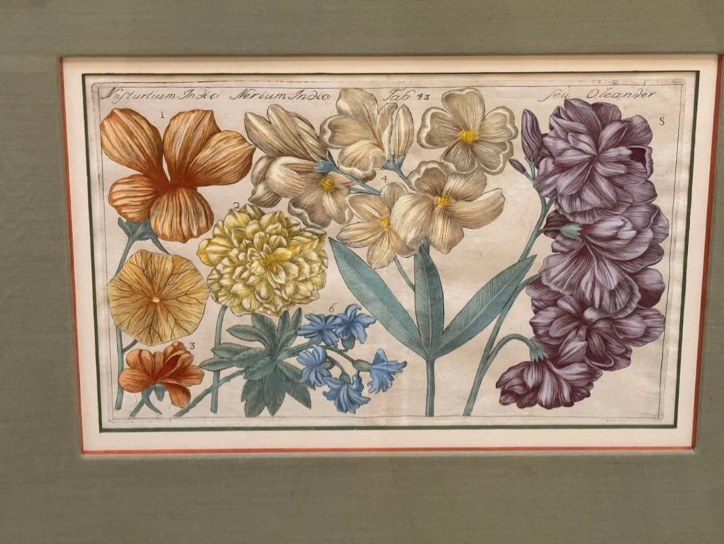 Four Framed Botanical Engravings, 18th Century 1