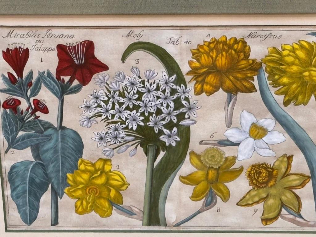 Four Framed Botanical Engravings, 18th Century 3