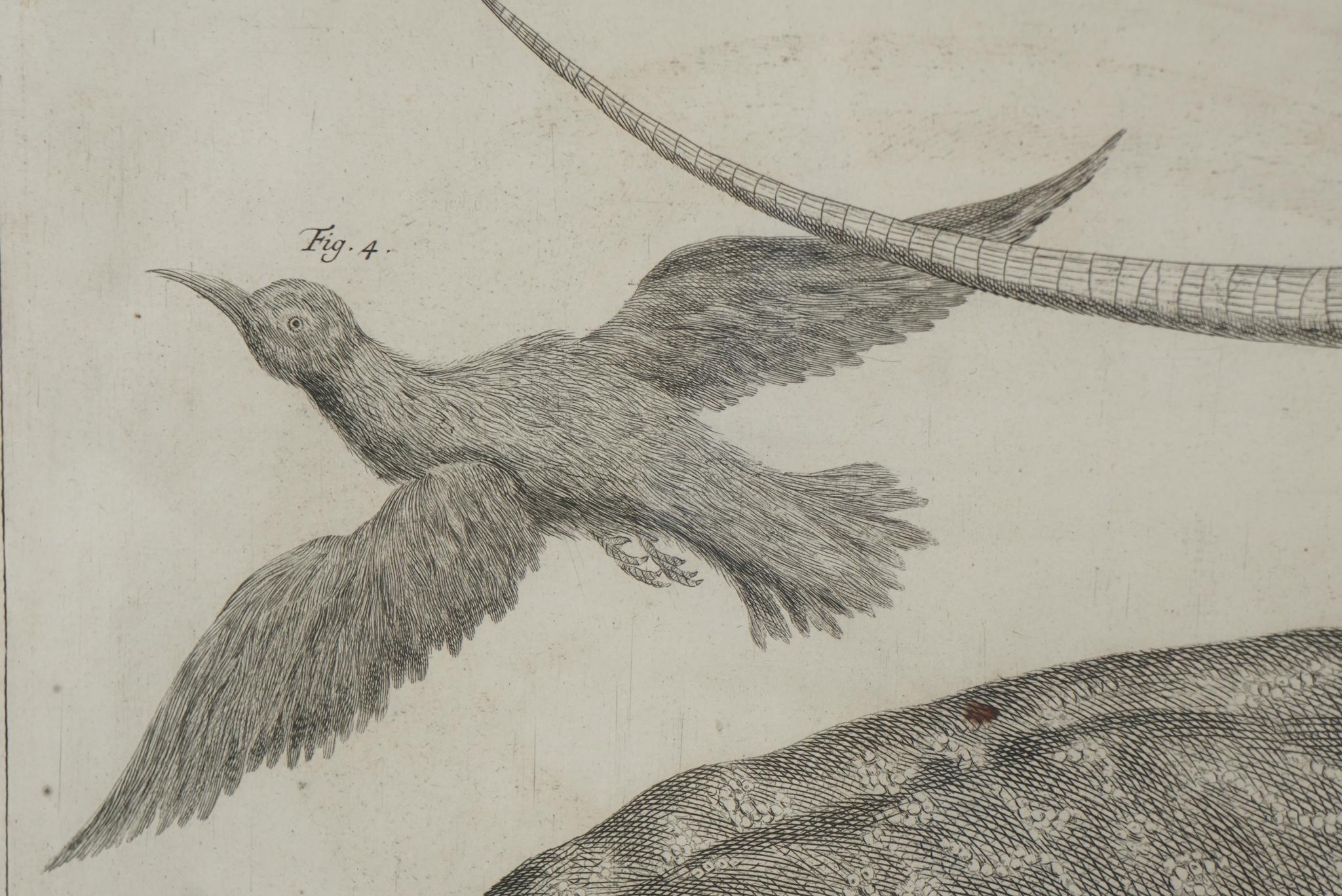 Quatre grandes gravures encadrées du début du XIXe siècle en forme de Folio représentant des lézards, des serpents et des bêtes en vente 6