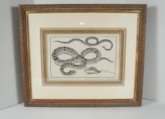Four Framed Early 19th Century Large Folio Engravings of Lizards, Snakes & Bats