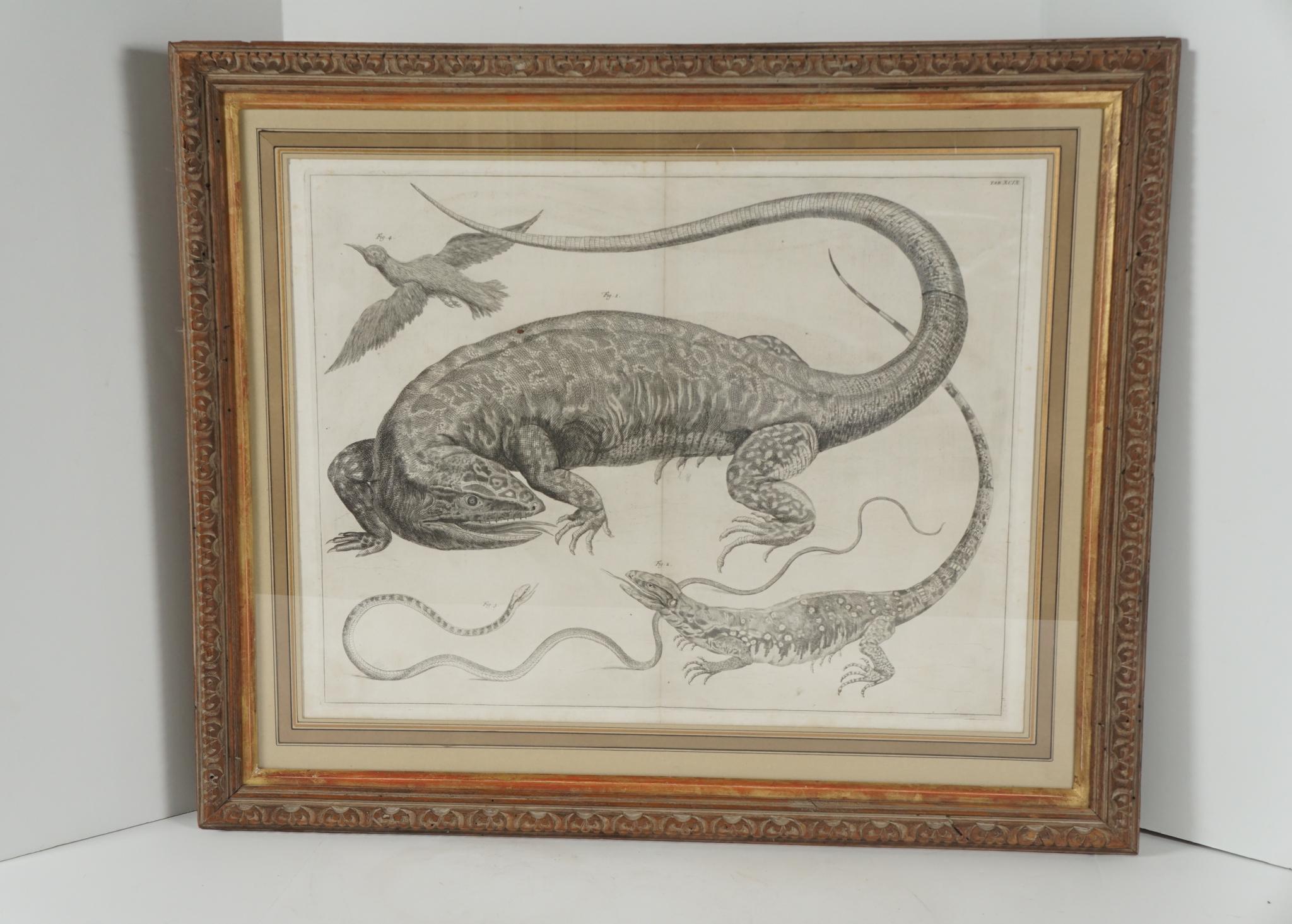 Four Framed Early 19th Century Large Folio Engravings of Lizards, Snakes & Bats In Good Condition For Sale In Hudson, NY