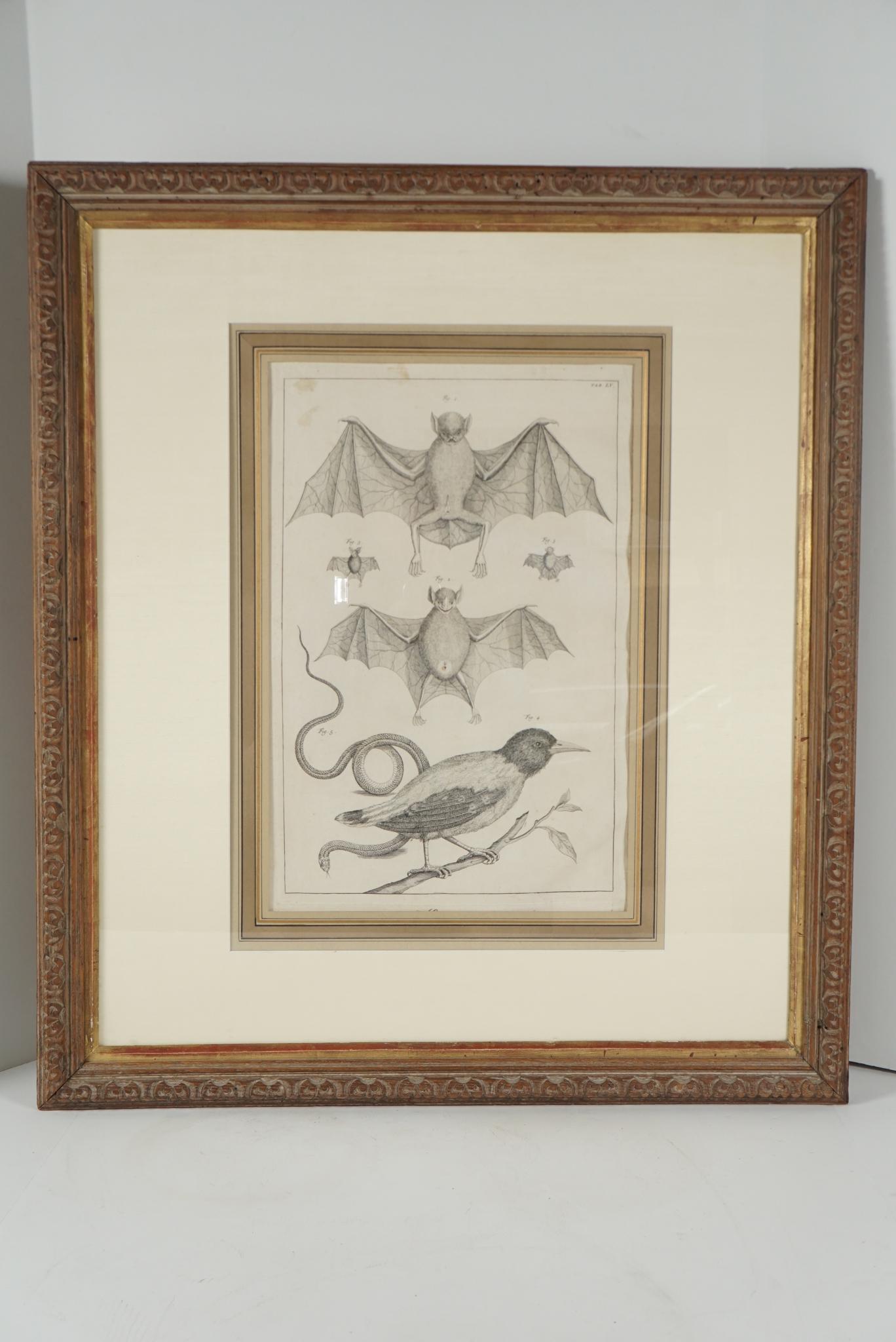 Glass Four Framed Early 19th Century Large Folio Engravings of Lizards, Snakes & Bats For Sale