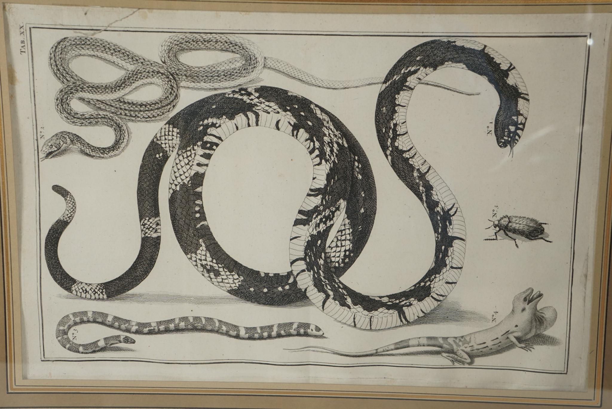 Quatre grandes gravures encadrées du début du XIXe siècle en forme de Folio représentant des lézards, des serpents et des bêtes en vente 1