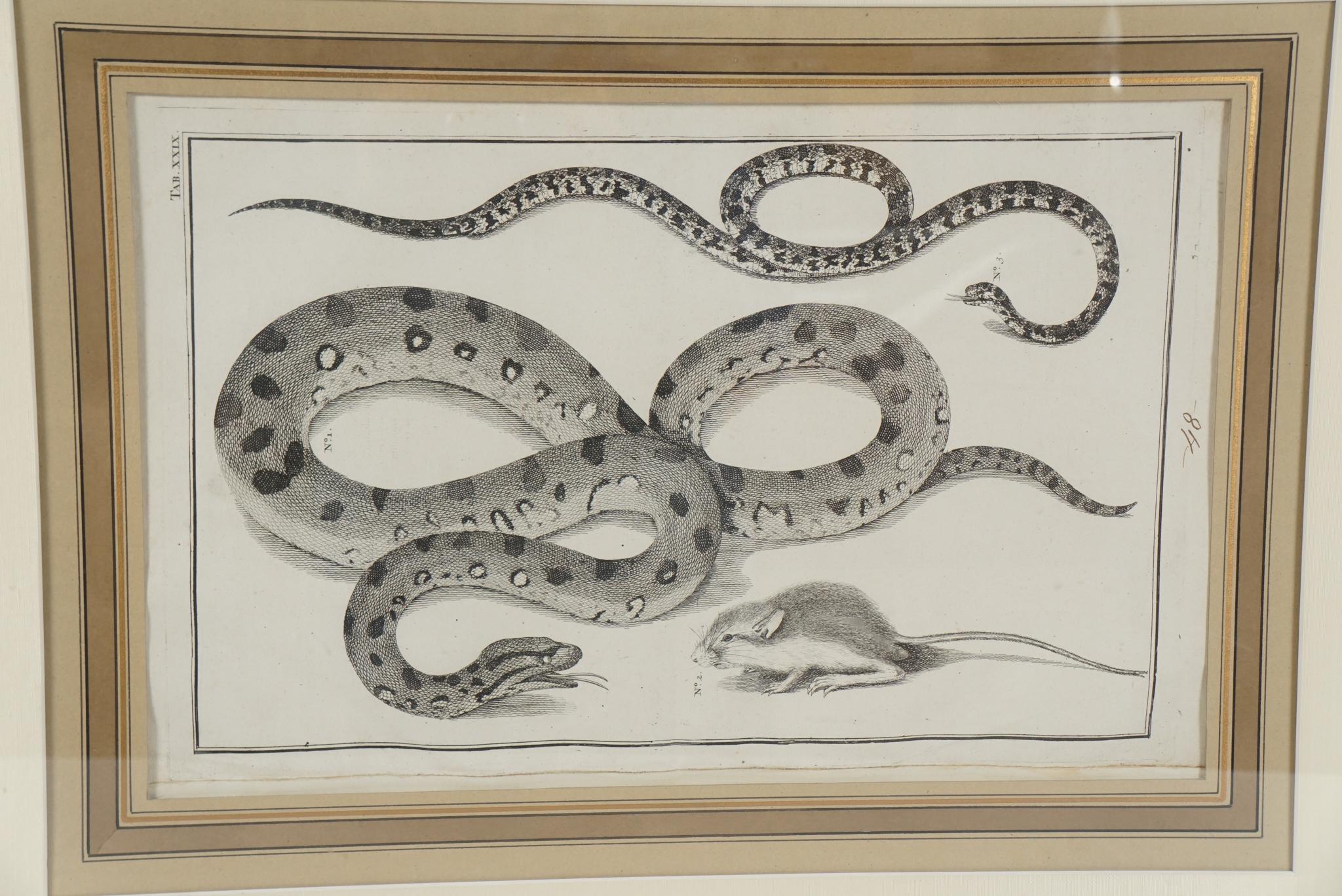 Quatre grandes gravures encadrées du début du XIXe siècle en forme de Folio représentant des lézards, des serpents et des bêtes en vente 2