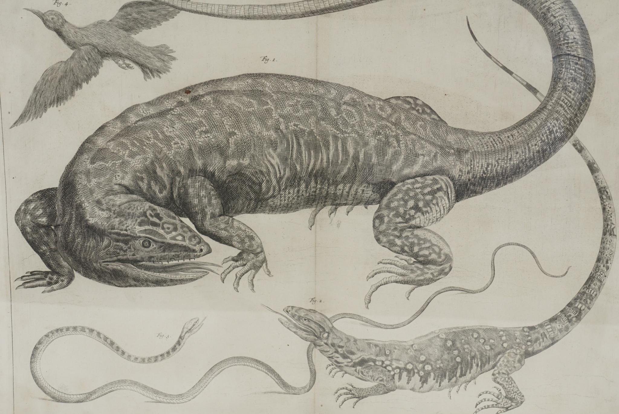 Quatre grandes gravures encadrées du début du XIXe siècle en forme de Folio représentant des lézards, des serpents et des bêtes en vente 3