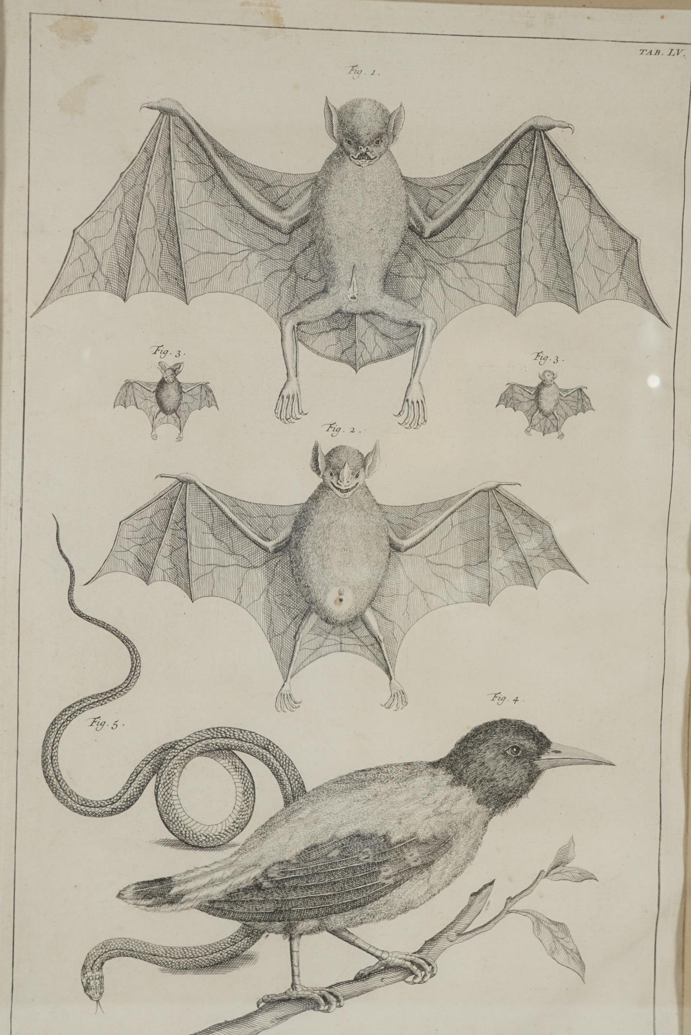 Four Framed Early 19th Century Large Folio Engravings of Lizards, Snakes & Bats For Sale 4