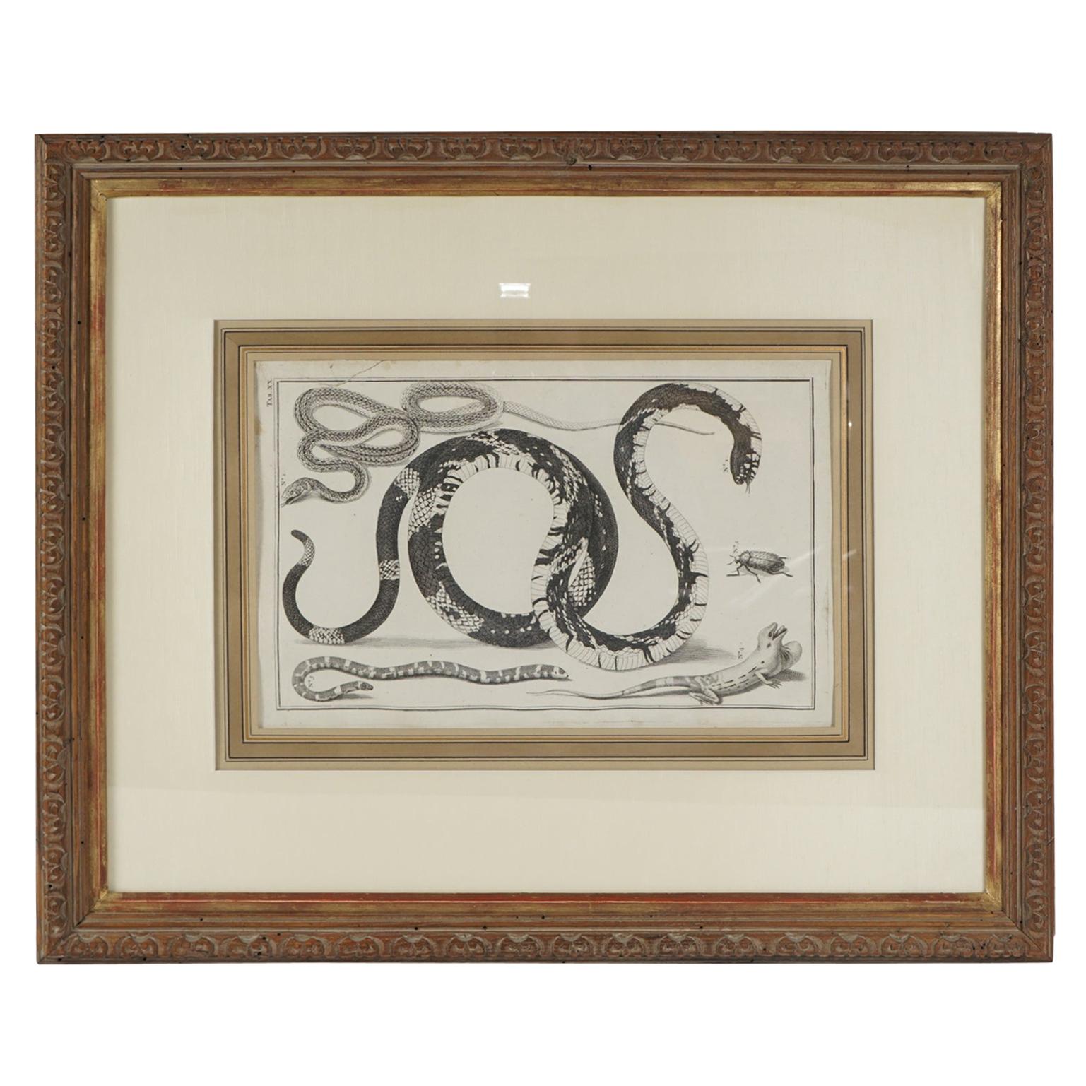 Quatre grandes gravures encadrées du début du XIXe siècle en forme de Folio représentant des lézards, des serpents et des bêtes en vente