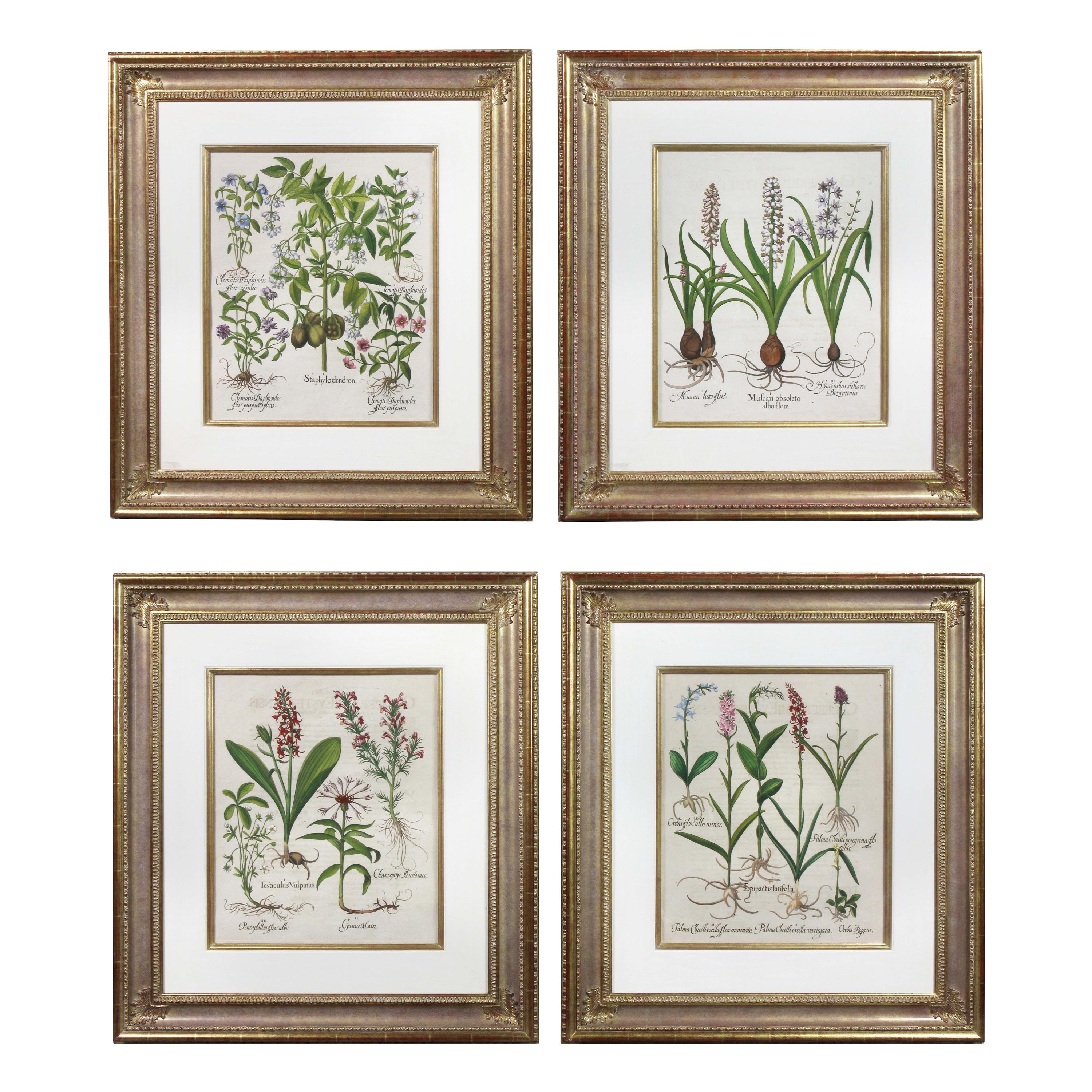 Four Framed Hand Colored Engravings by Basilius Besler