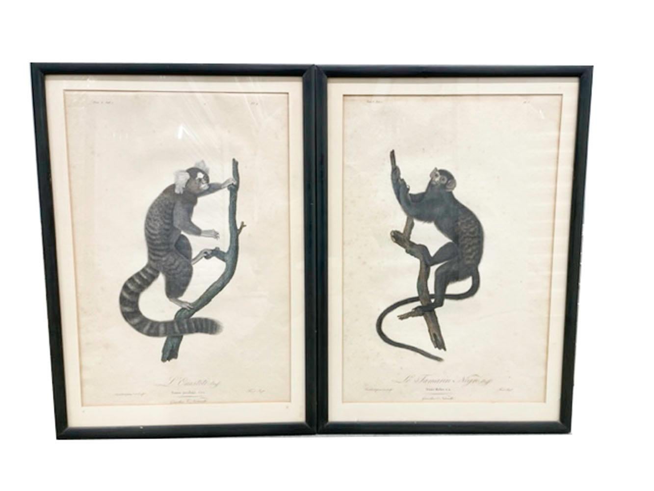 Group of four hand-colored engravings of monkeys by Jean-Baptiste Audebert (1759-1800), from his 'Histoire naturelle des singes', which included 62 images drawn and engraved by himself. Audebert devised a method to color the prints which was