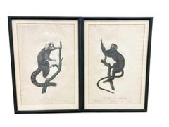 Quatre estampes de singes encadrées de Jean-Baptiste Audebert, France, vers 1798