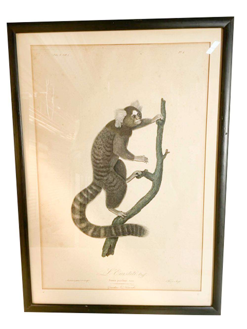 Français Quatre estampes de singes encadrées de Jean-Baptiste Audebert, France, vers 1798 en vente