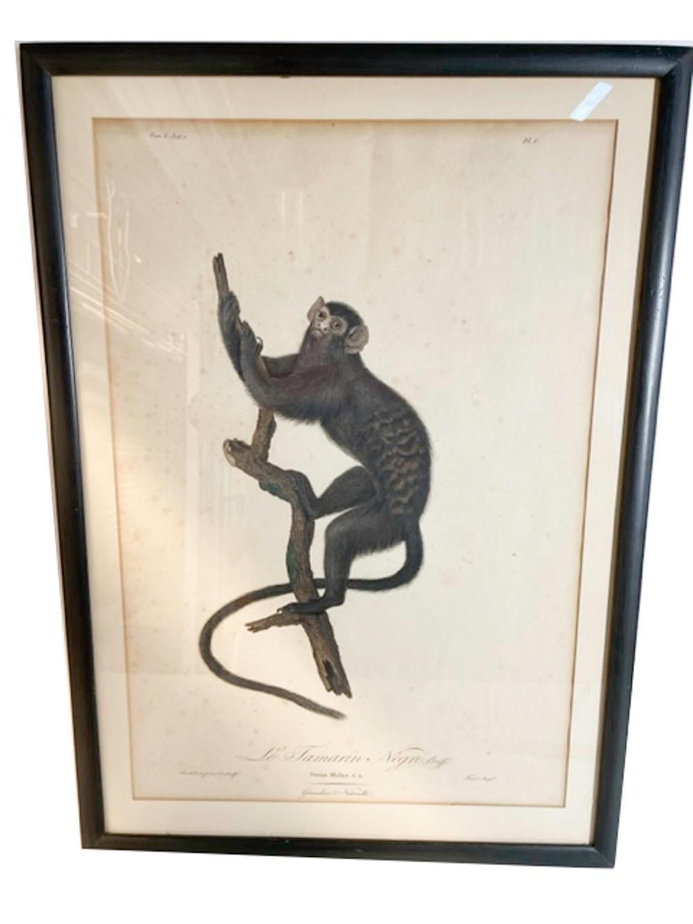 Four Framed Jean-Baptiste Audebert Prints of Monkeys, France, C.1798 In Good Condition For Sale In Nantucket, MA