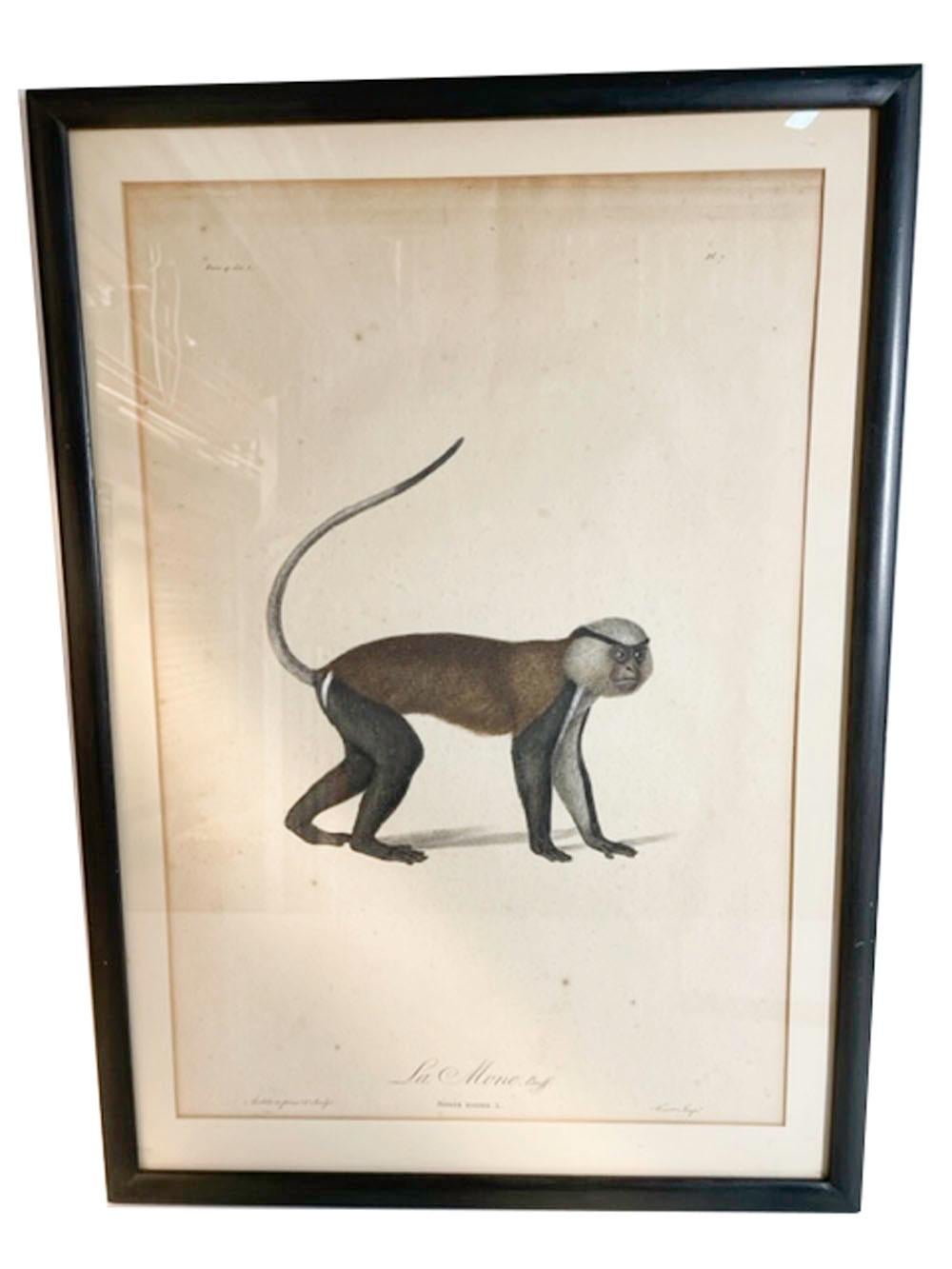XVIIIe siècle Quatre estampes de singes encadrées de Jean-Baptiste Audebert, France, vers 1798 en vente