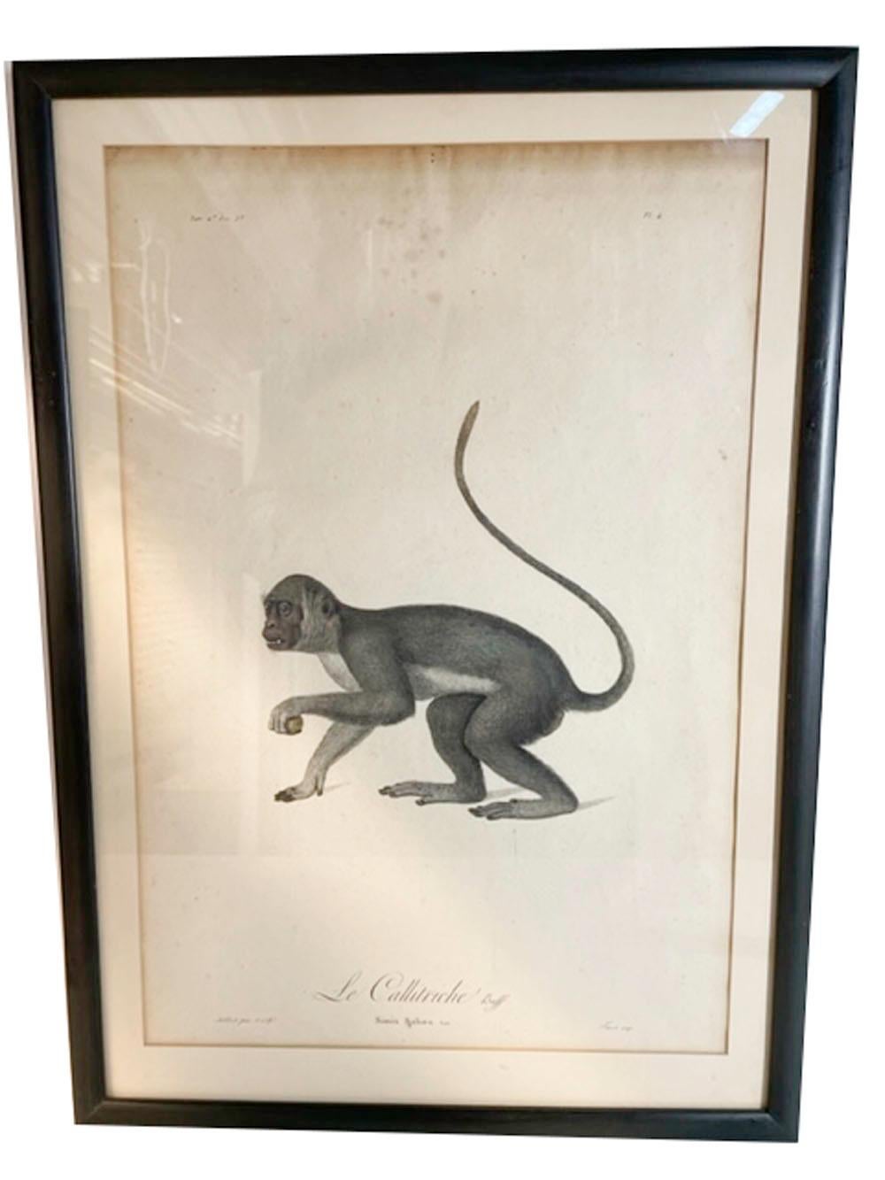 Paper Four Framed Jean-Baptiste Audebert Prints of Monkeys, France, C.1798 For Sale