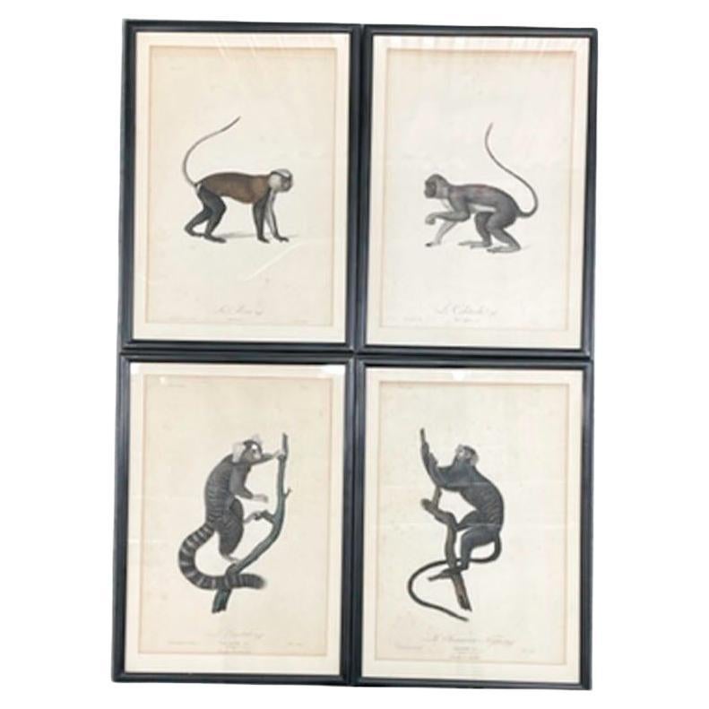 Quatre estampes de singes encadrées de Jean-Baptiste Audebert, France, vers 1798