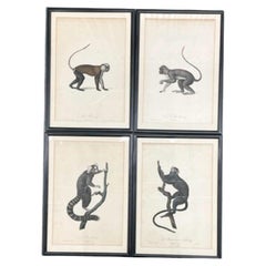 Four Framed Jean-Baptiste Audebert Prints of Monkeys, France, C.1798
