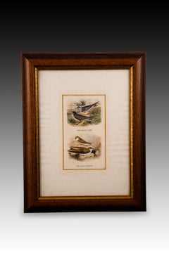 Vier gerahmte Drucke, Ornithologie. 20. Jahrhundert.