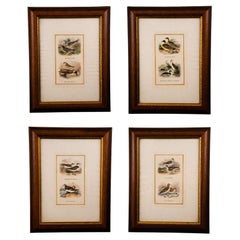 Four framed prints, ornithology. 20th century.
