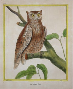 Four Hand Colored Engravings of Owls by F.N Martinet