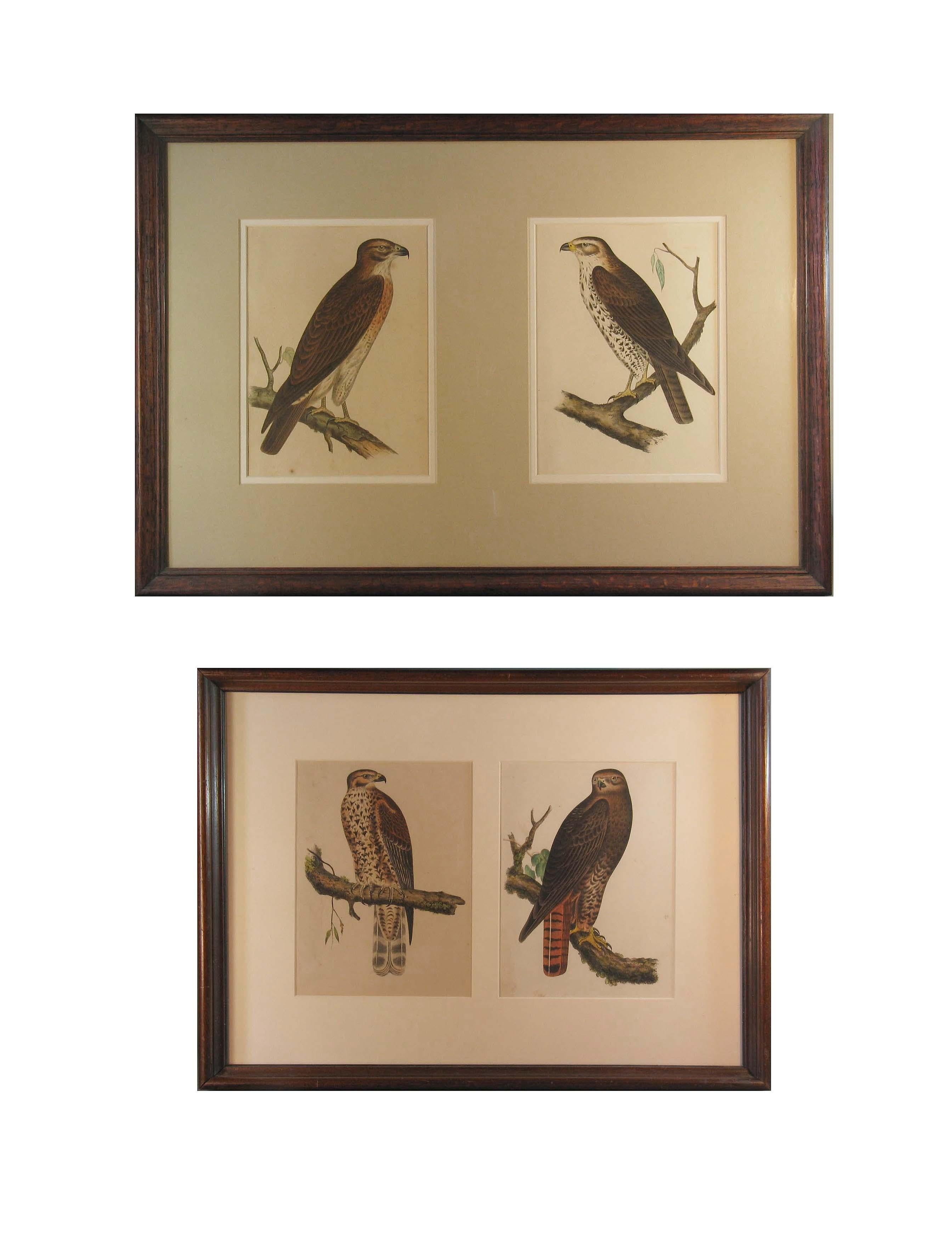 Four Hand Colored Lithographs of Birds of Prey, circa 1859 3