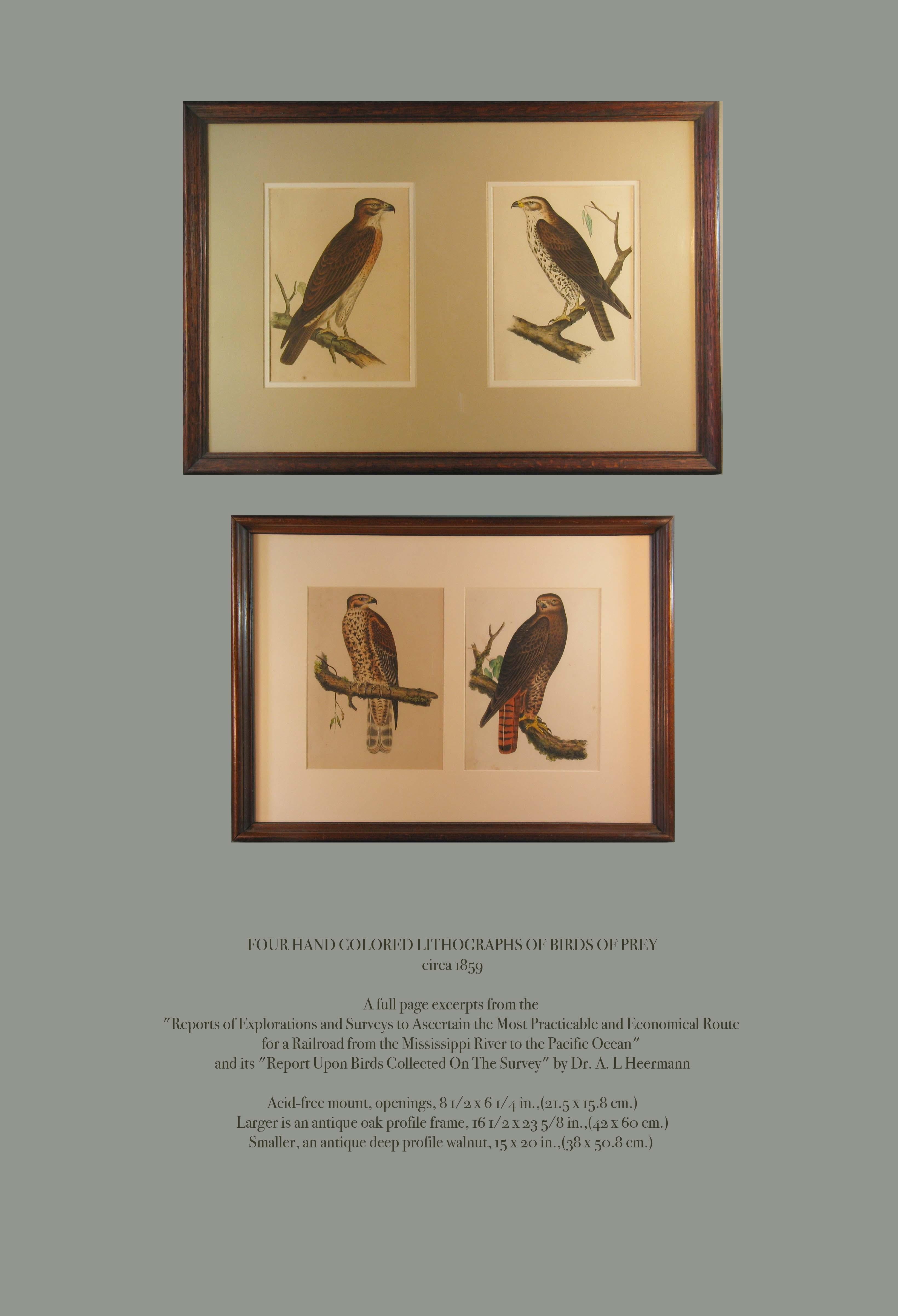 Four Hand Colored Lithographs of Birds of Prey
circa 1859.

A full page excerpts from the 
