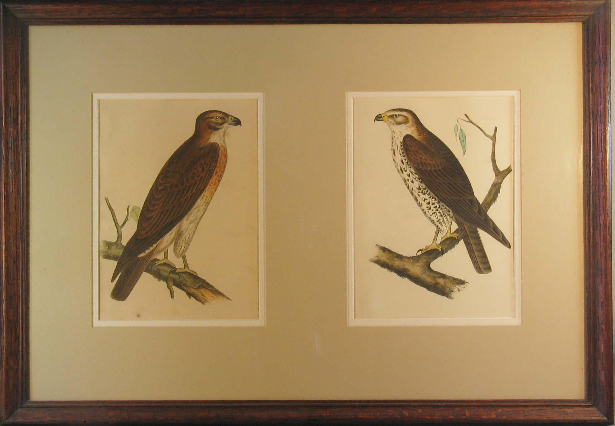 American Colonial Four Hand Colored Lithographs of Birds of Prey, circa 1859