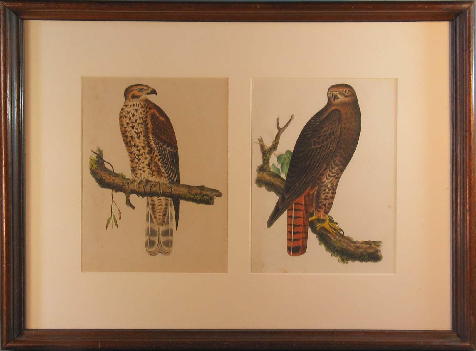 American Four Hand Colored Lithographs of Birds of Prey, circa 1859