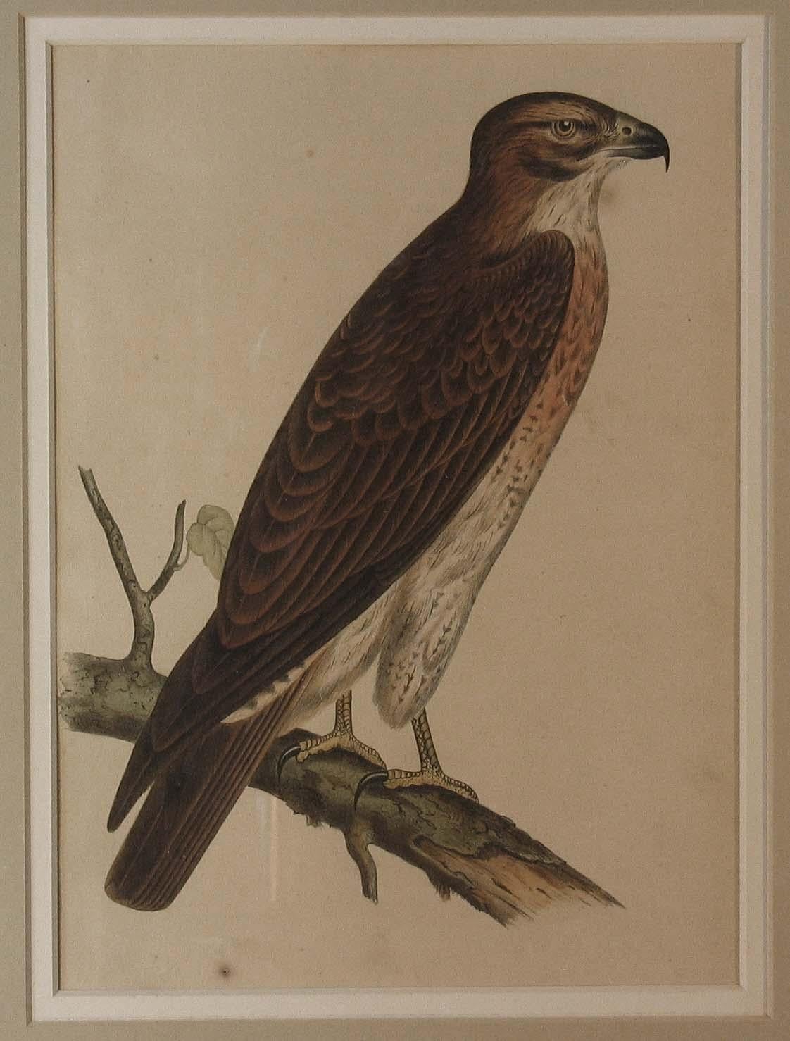 Other Four Hand Colored Lithographs of Birds of Prey, circa 1859