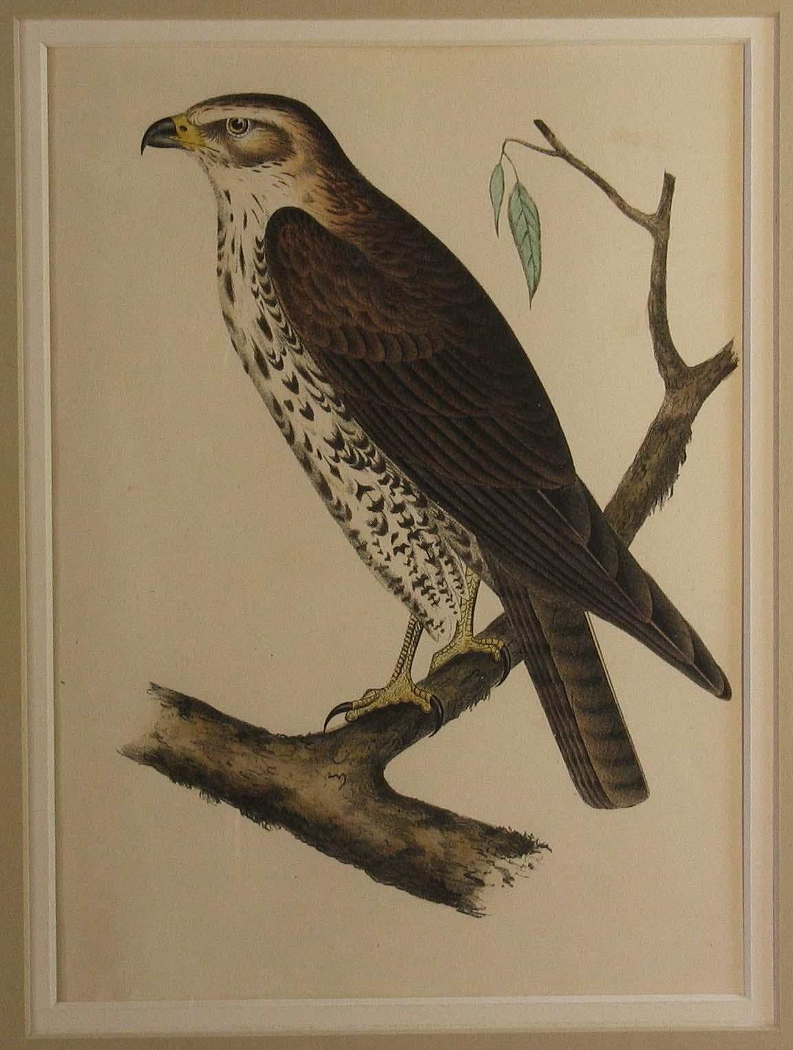 Four Hand Colored Lithographs of Birds of Prey, circa 1859 In Good Condition In Ottawa, Ontario
