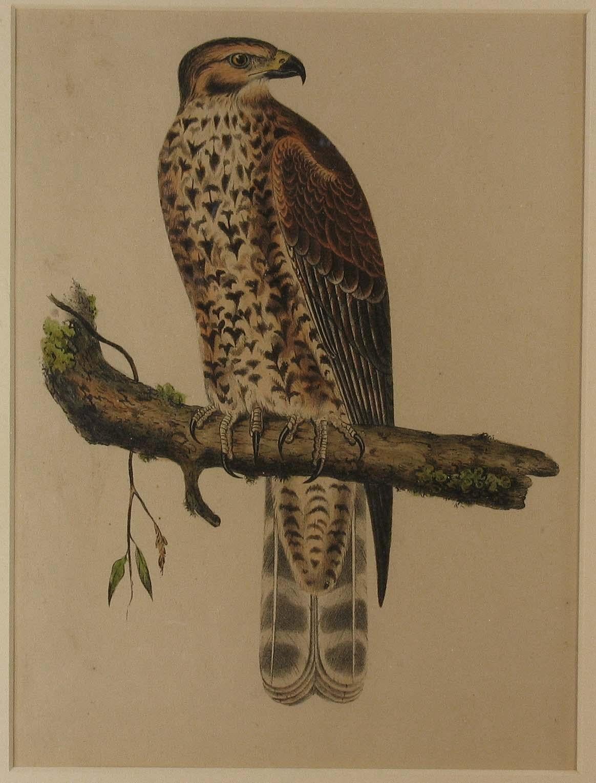 Mid-19th Century Four Hand Colored Lithographs of Birds of Prey, circa 1859