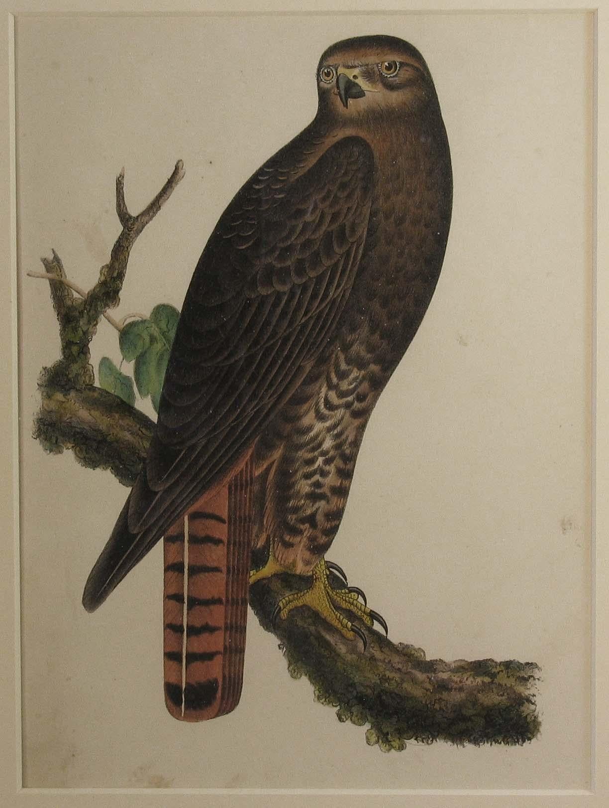 Paper Four Hand Colored Lithographs of Birds of Prey, circa 1859
