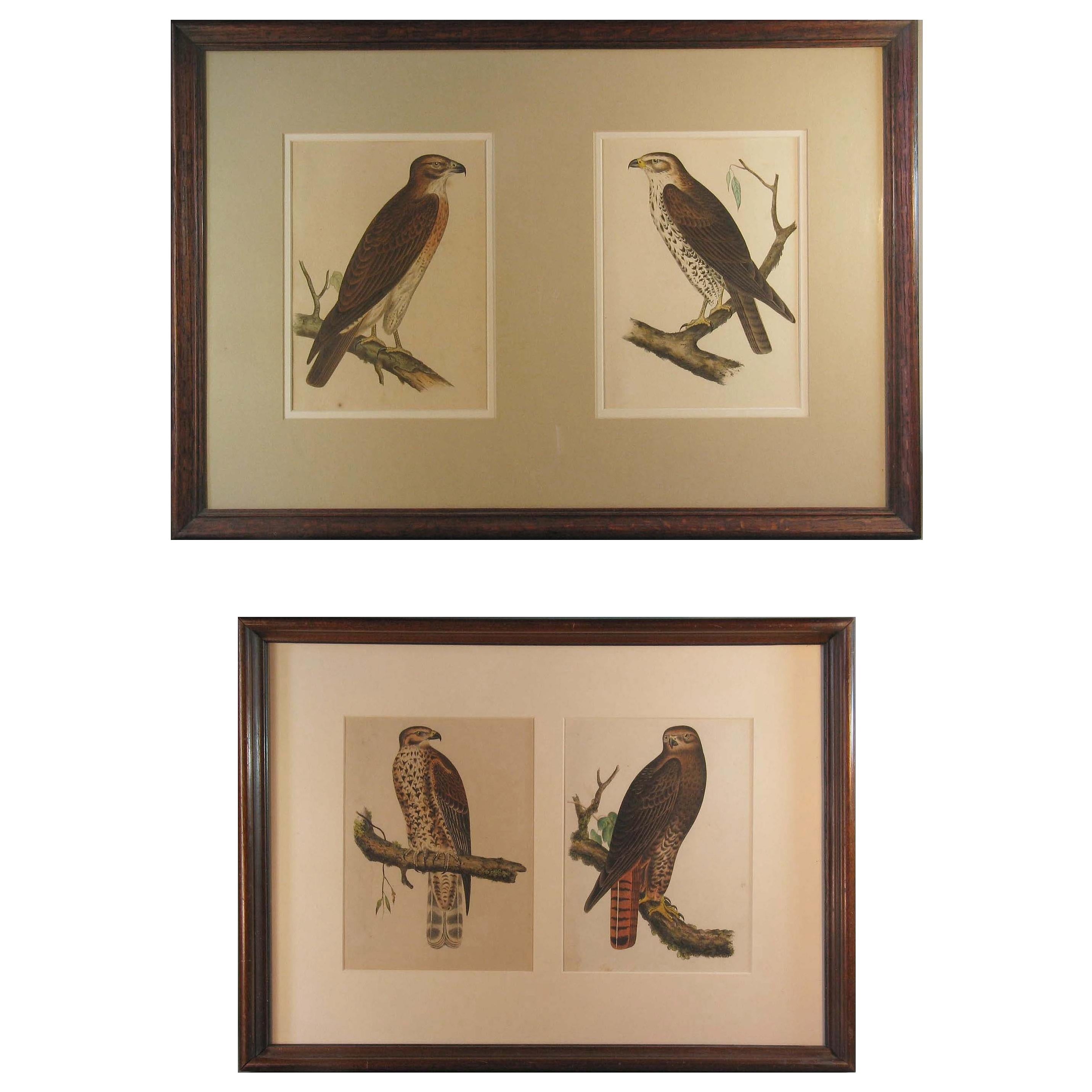 Four Hand Colored Lithographs of Birds of Prey, circa 1859