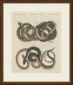 Four Intertwined Snakes, Antique Bertuch Print, Vienna, circa 1805