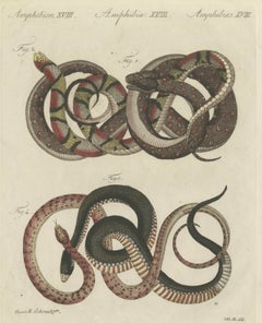 Four Intertwined Snakes, Antique Bertuch Print, Vienna, circa 1805