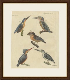 Four Kingfishers on Branches, Antique Bertuch Print, Vienna, circa 1818